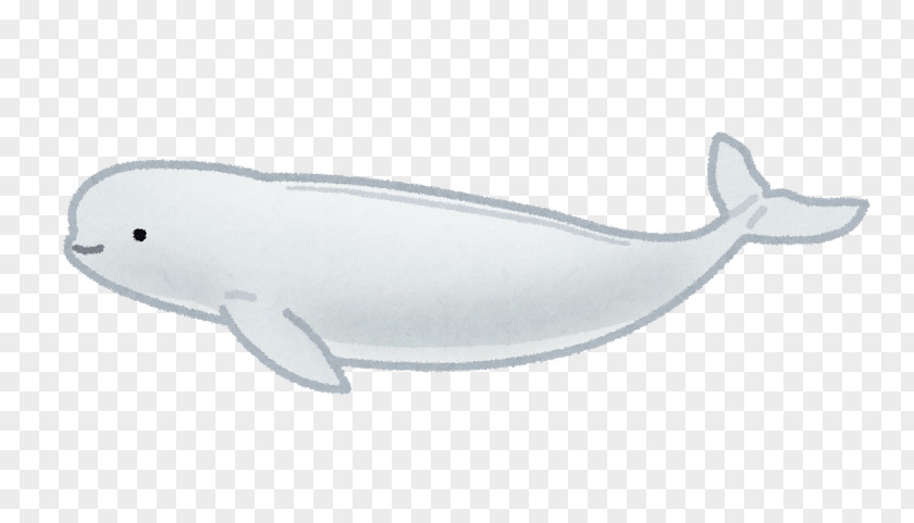 Dolphin Fish PNG