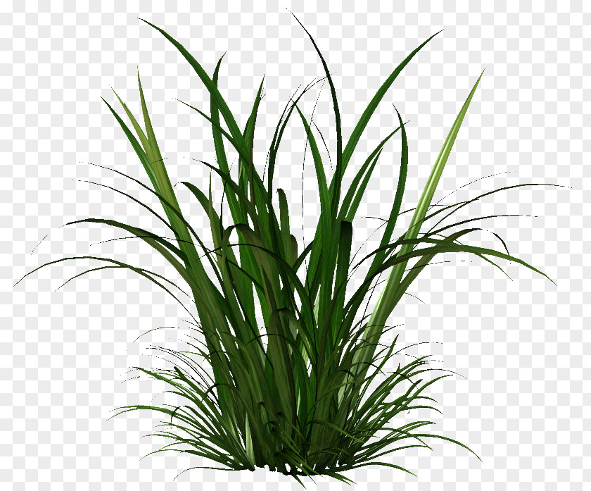 Dry Grass Herbaceous Plant Seed Cymbopogon Citratus PNG