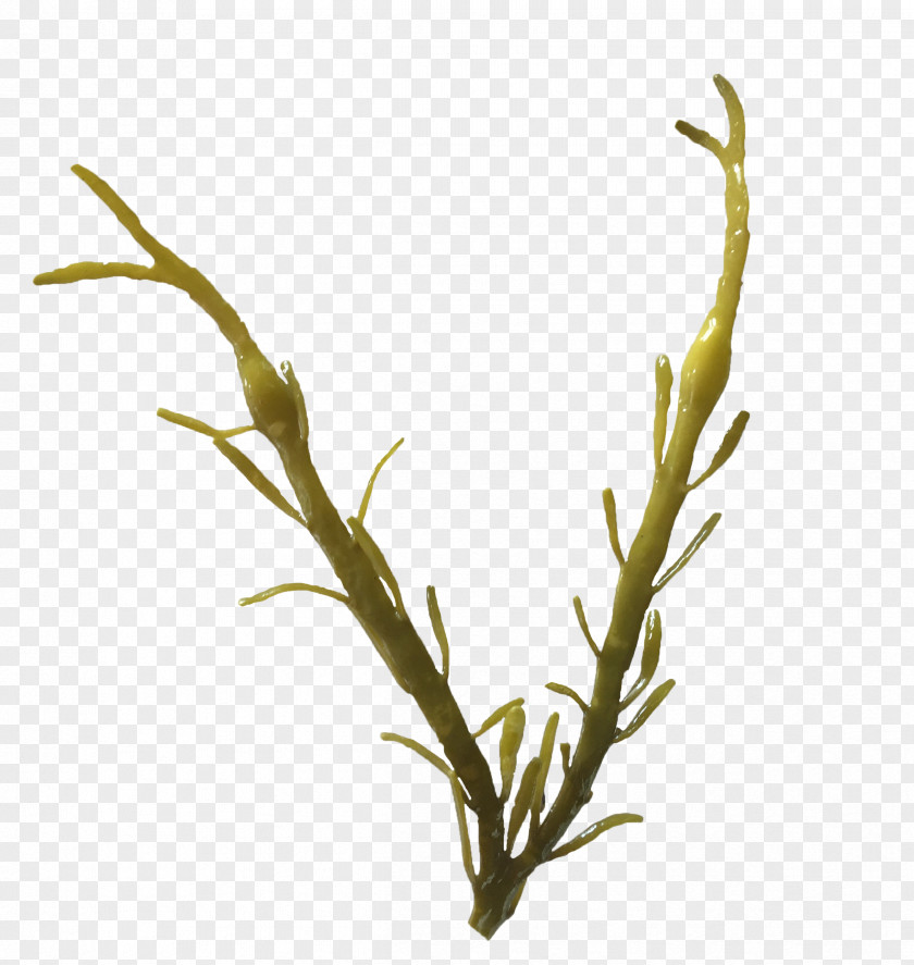 Irish Moss Seaweed Puget Sound Ascophyllum Nodosum Brown Algae Bladder Wrack PNG
