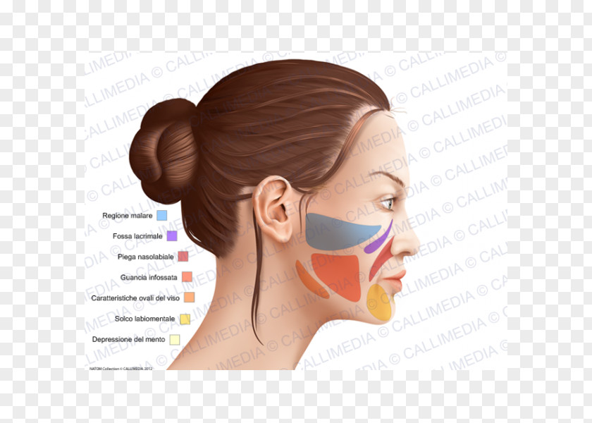 Nose Cheek Anatomy Anatomia Y Fisiologia Head Chin PNG