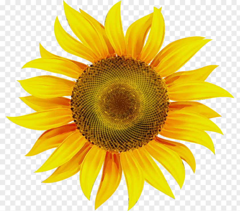 Pollen Closeup Sunflower PNG