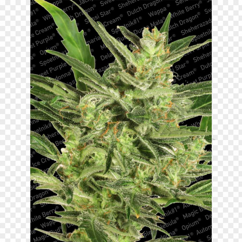 Cannabis Autoflowering Seed Bank Sativa Germination PNG