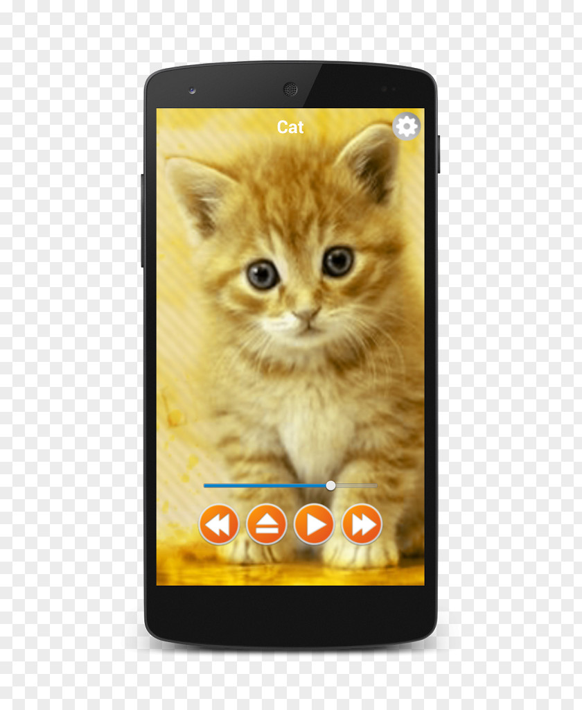 Kitten British Shorthair Popular Cat Names Cuteness Desktop Wallpaper PNG