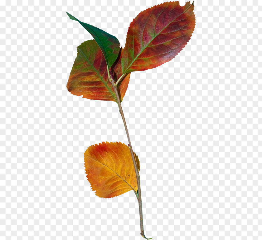 Осенние листья Leaf Plant Stem Clip Art PNG