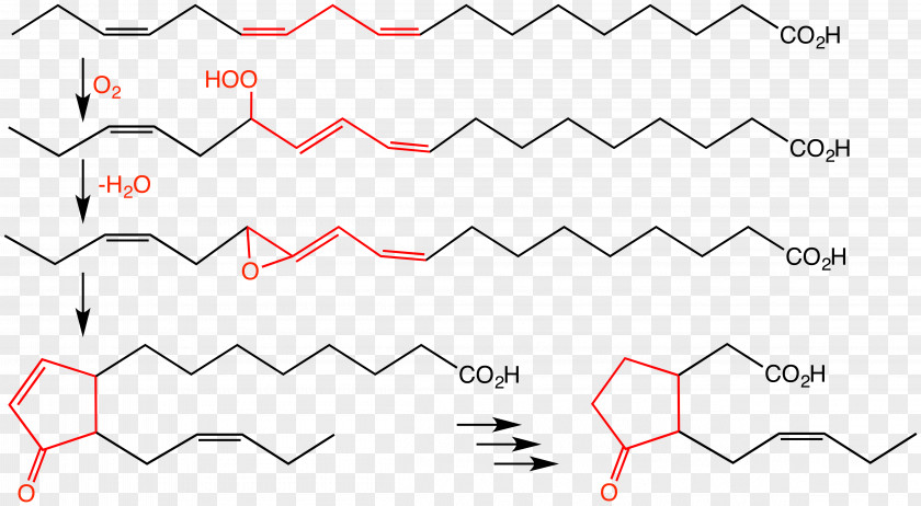 Pathway Jasmonic Acid Jasmonate Allene Oxide Biosynthesis PNG