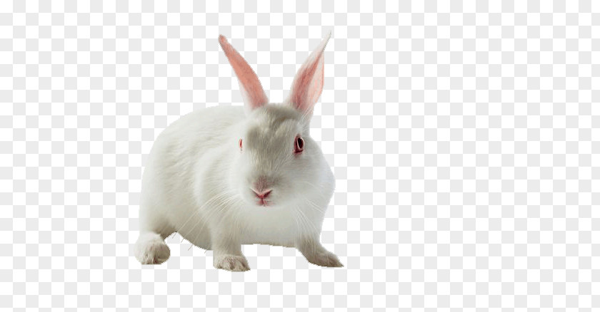Rabbit Domestic Hare Moon PNG