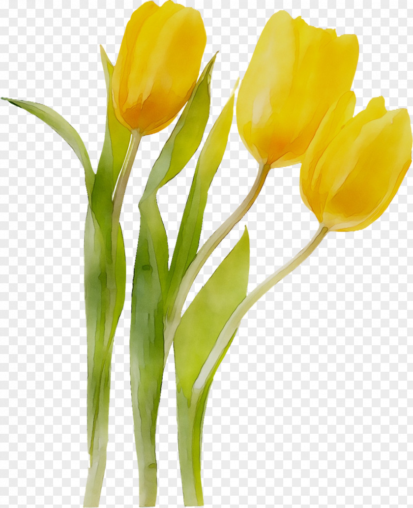 Tulip Cut Flowers Floristry Flower Bouquet PNG