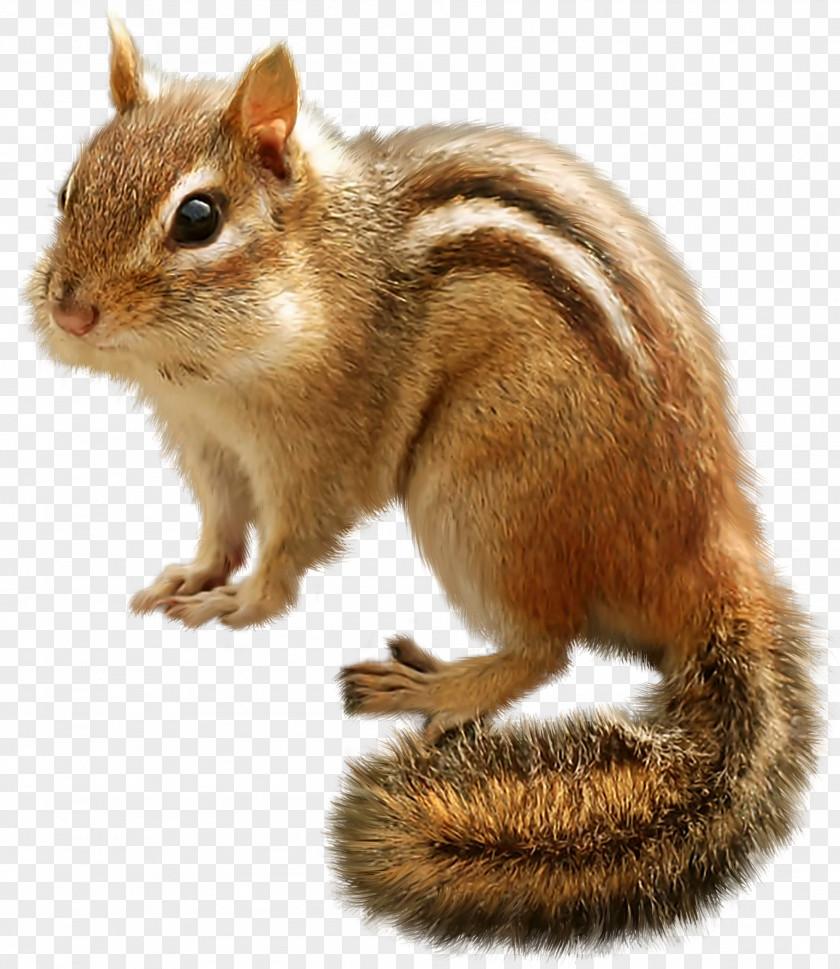 A Squirrel Tree Eastern Chipmunk Siberian Rodent PNG