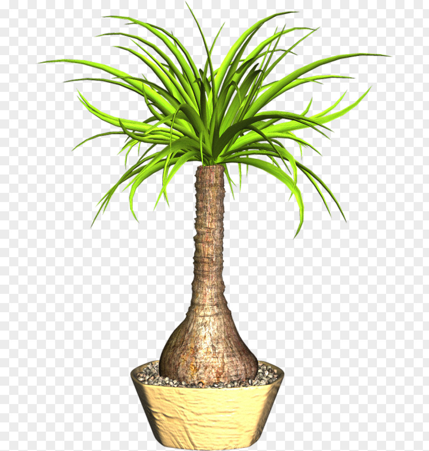 Coconut Flowerpot Houseplant Plant Stem PNG