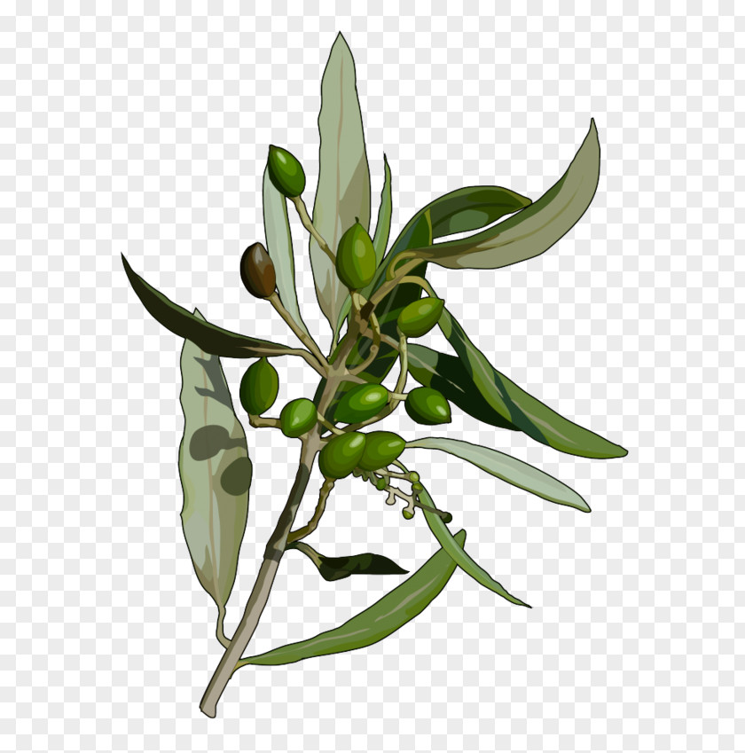 Genista Spp Celosia Canary Islands Olive Flora De Canarias Plants Leaf PNG