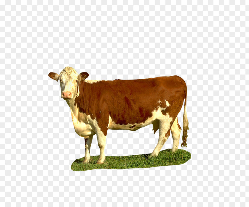 Goat Dairy Cattle Texas Longhorn Beef Calf PNG
