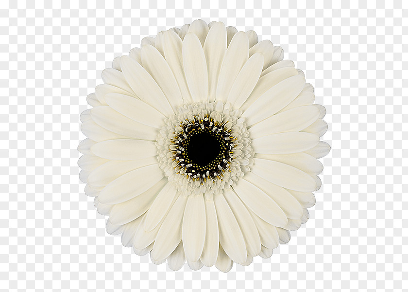 Iceberg Logo Transvaal Daisy Cut Flowers White Floristry PNG