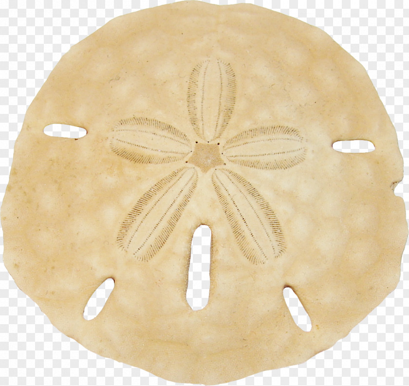 Sand Dollar Keyhole Clip Art PNG