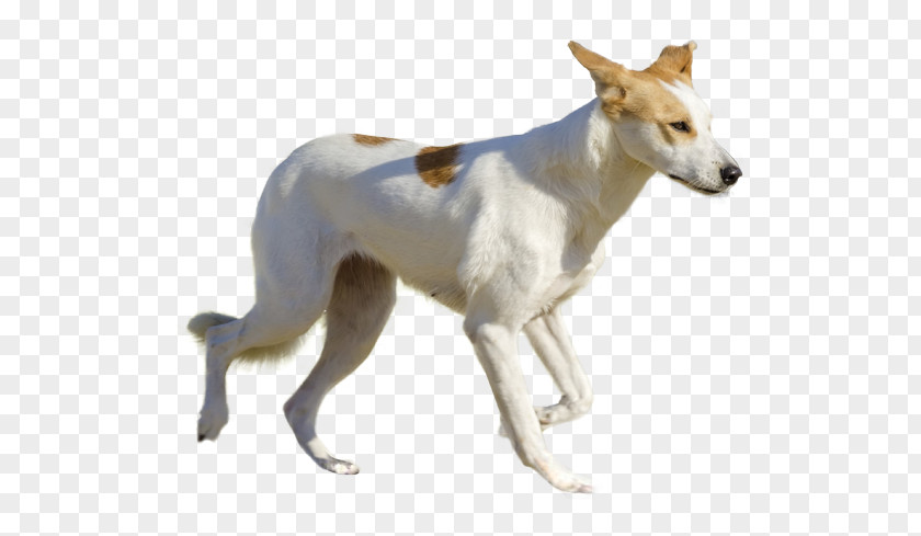 Spanish Greyhound Canaan Dog Whippet Sloughi PNG