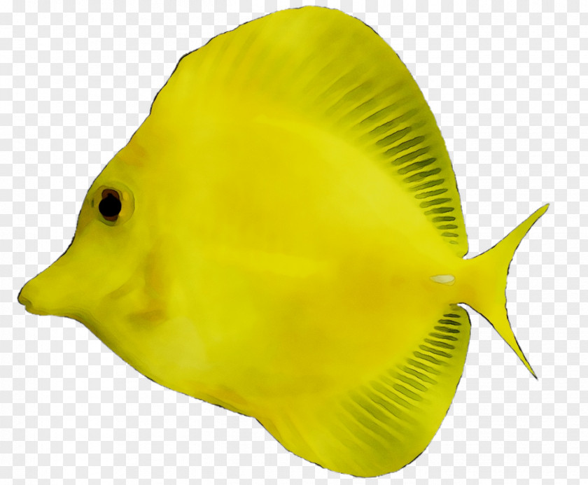 Yellow Tang Siamese Fighting Fish Freshwater Aquarium PNG