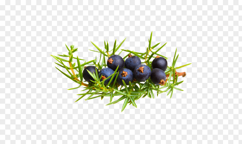 Juniper Berry Common Photography Royalty-free PNG