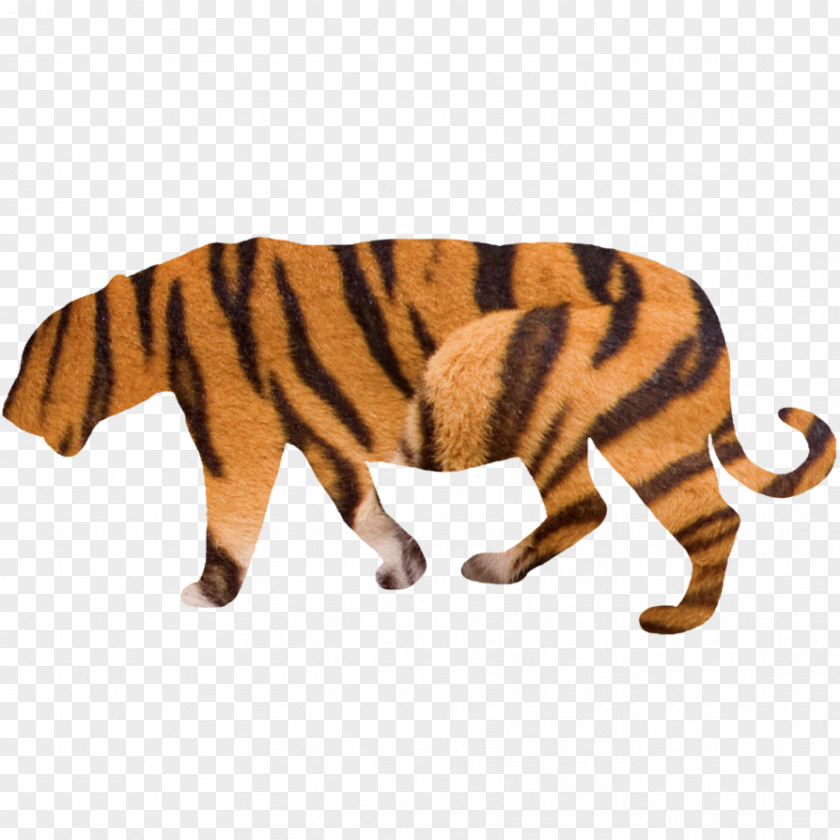 Tiger Big Cat 30 November PNG