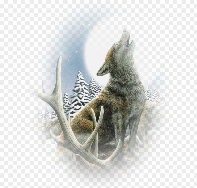 Coyote Gray Wolf Desktop Wallpaper PNG