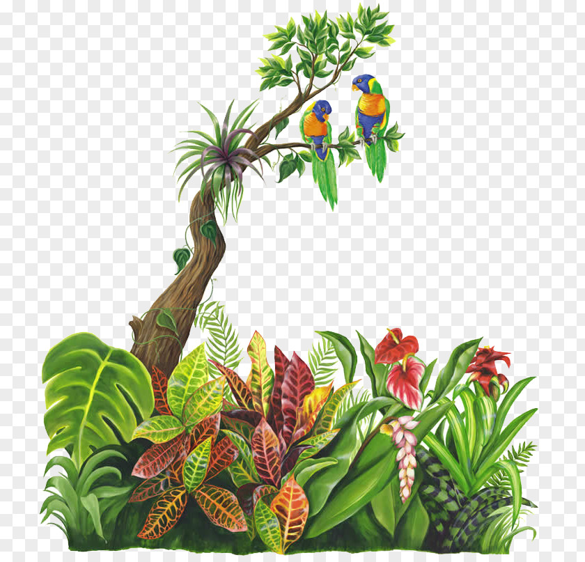 Jungle Tropical Rainforest PNG