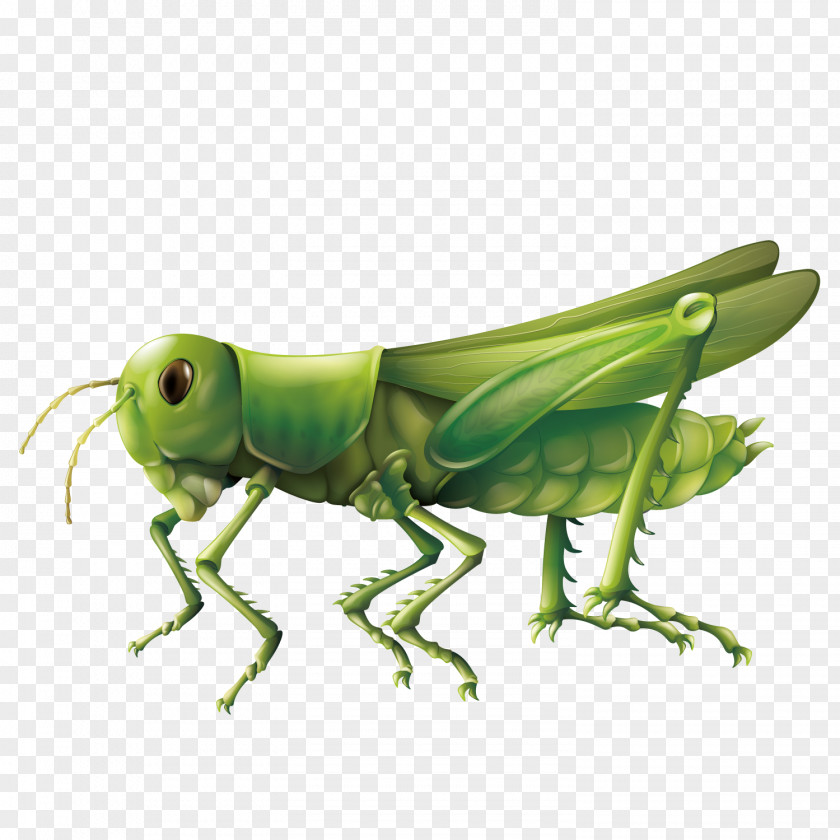 Vector Grasshopper Diagram Illustration PNG