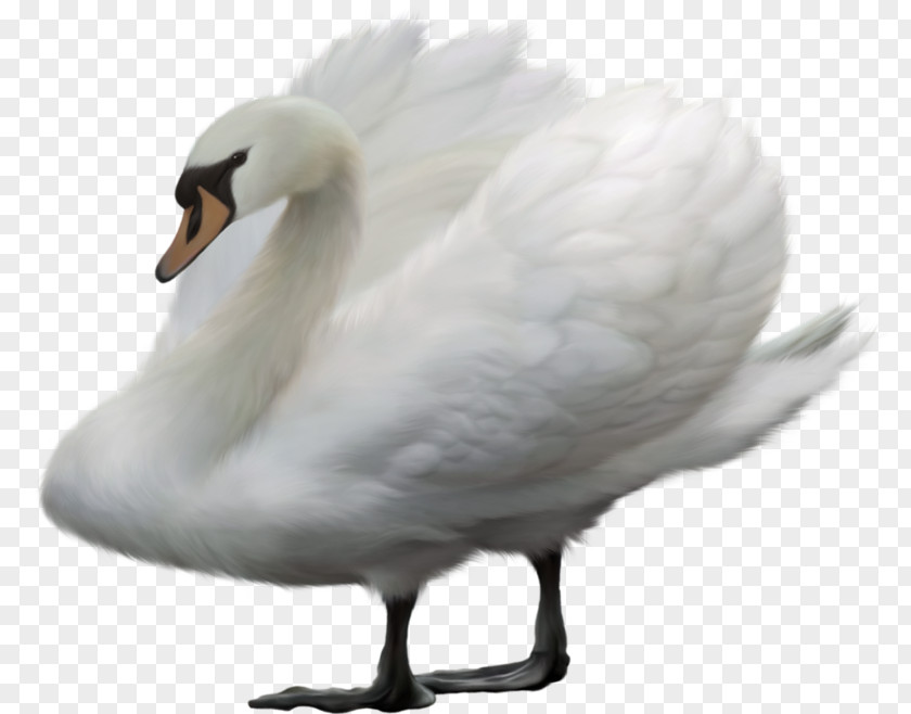 Bird Swan Goose Mute Duck PNG