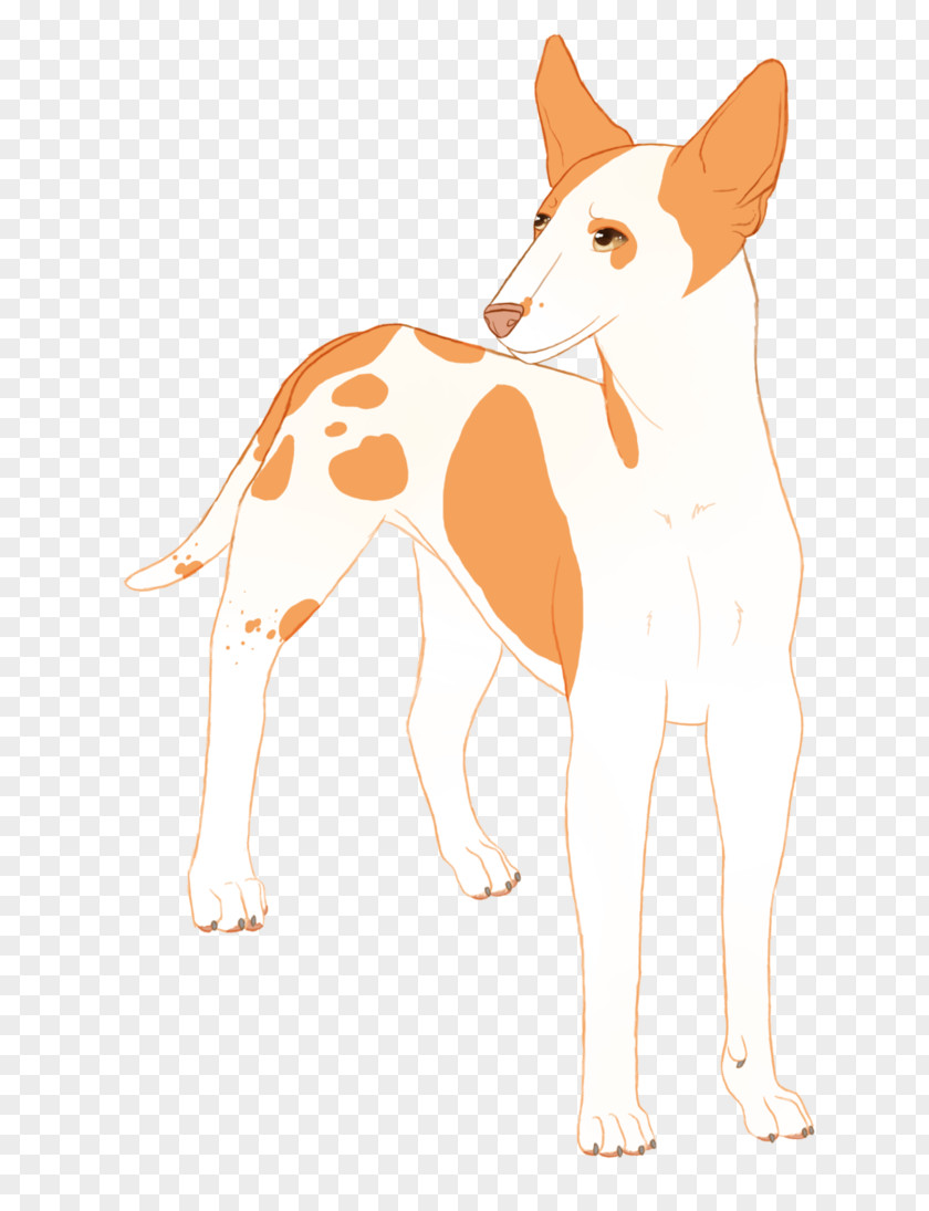 Cat Ibizan Hound Whiskers Portuguese Podengo Dog Breed PNG