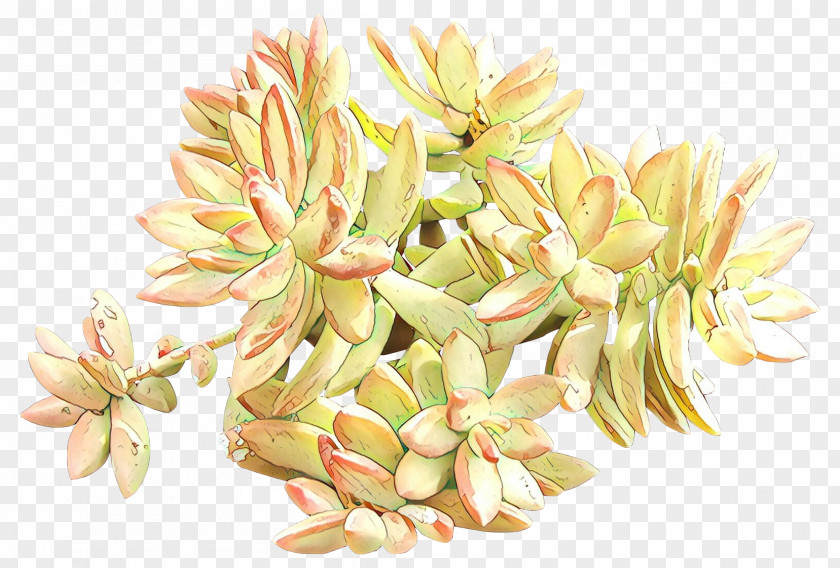 Flowering Plant Stonecrop Family Flower Echeveria PNG