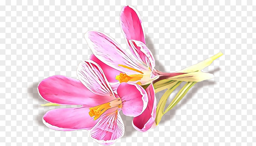 Lily Family Peruvian Flower Petal Pink Plant Cut Flowers PNG