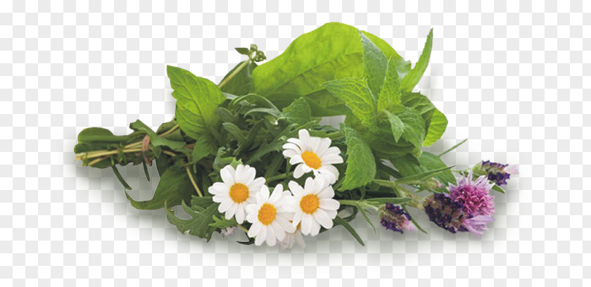 Plant Metabolism Medicinal Plants Herbaceous PNG