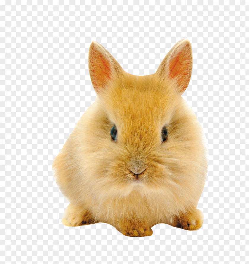 Rabbit Positive Easter Bunny Netherland Dwarf High-definition Television Wallpaper PNG