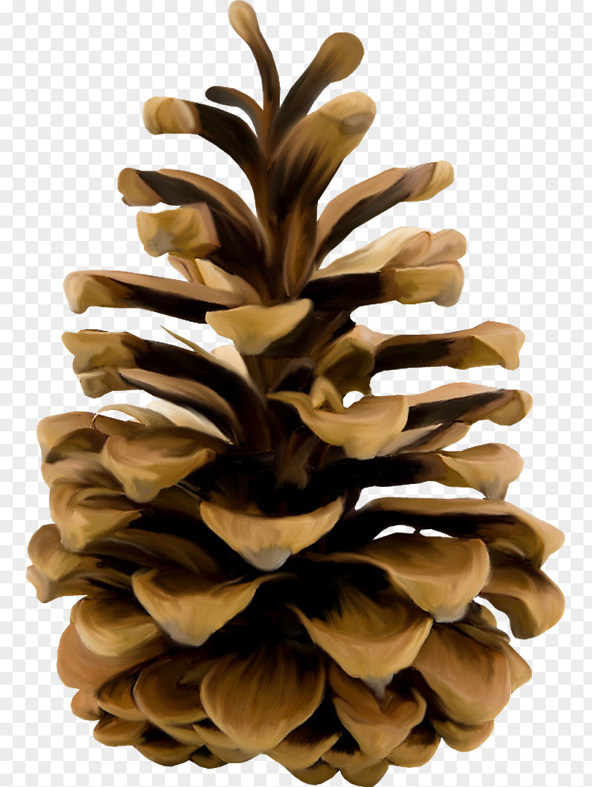 Stone Pine Conifer Cone Conifers Clip Art PNG