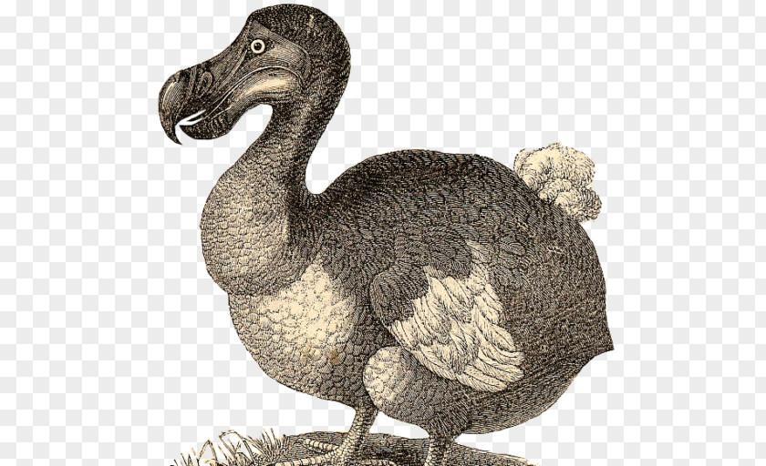 T-shirt Dodo Bird Extinction PNG