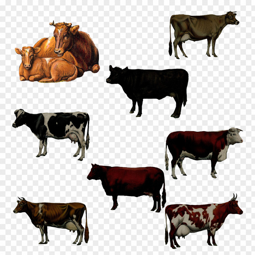 Variety Dairy Cattle Artist DeviantArt PNG