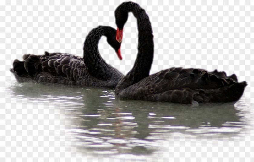 Black Swans Swan PNG
