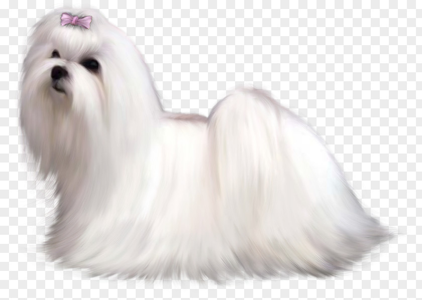 Cute Animals Maltese Dog Bichon Frise Poodle West Highland White Terrier Beagle PNG