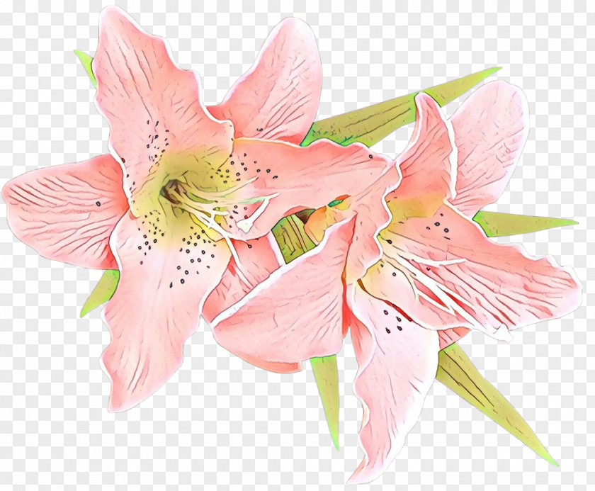 Lily Of The Incas Cut Flowers Amaryllis Jersey Flower Bouquet PNG