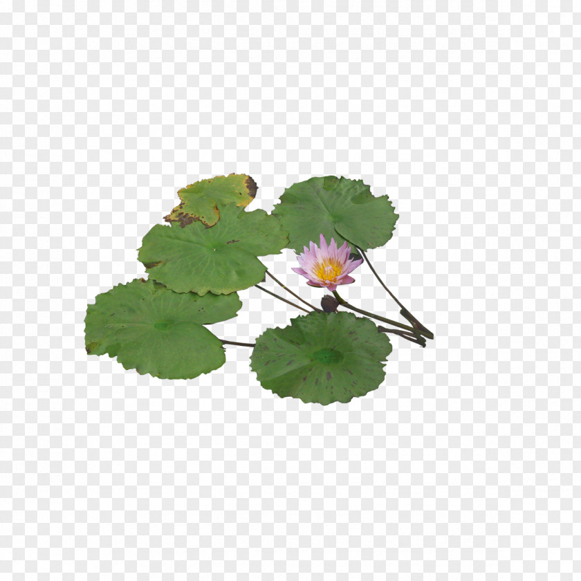 Lotus Green Graphic Pygmy Water-lily Aquatic Plant Computer File PNG