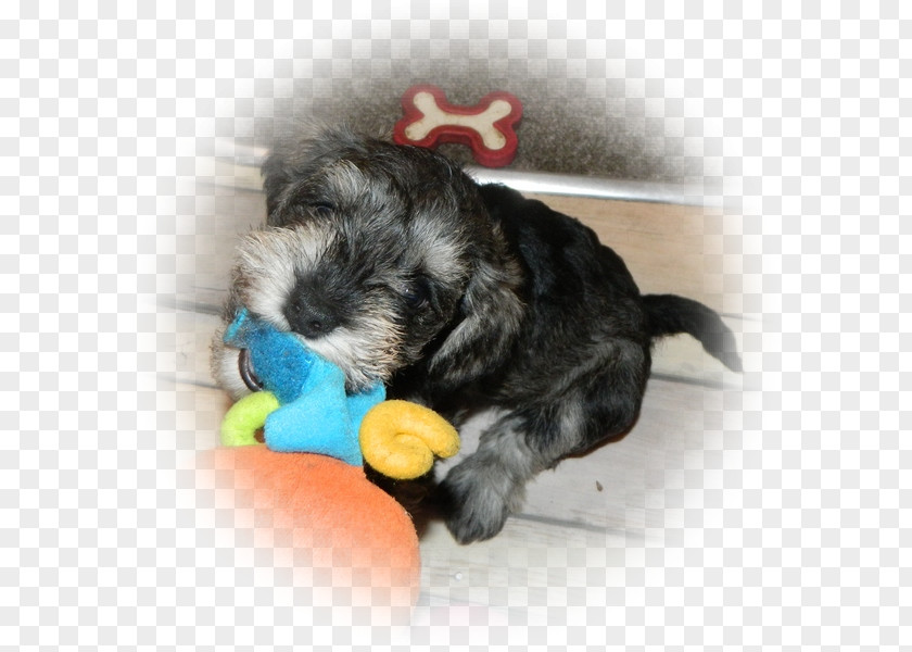 Miniature Schnauzer Schnoodle Morkie Havanese Dog Lhasa Apso PNG