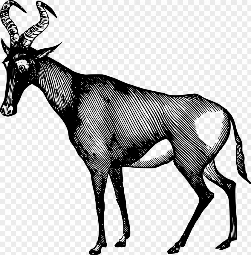 Antelope Gazelle Clip Art PNG
