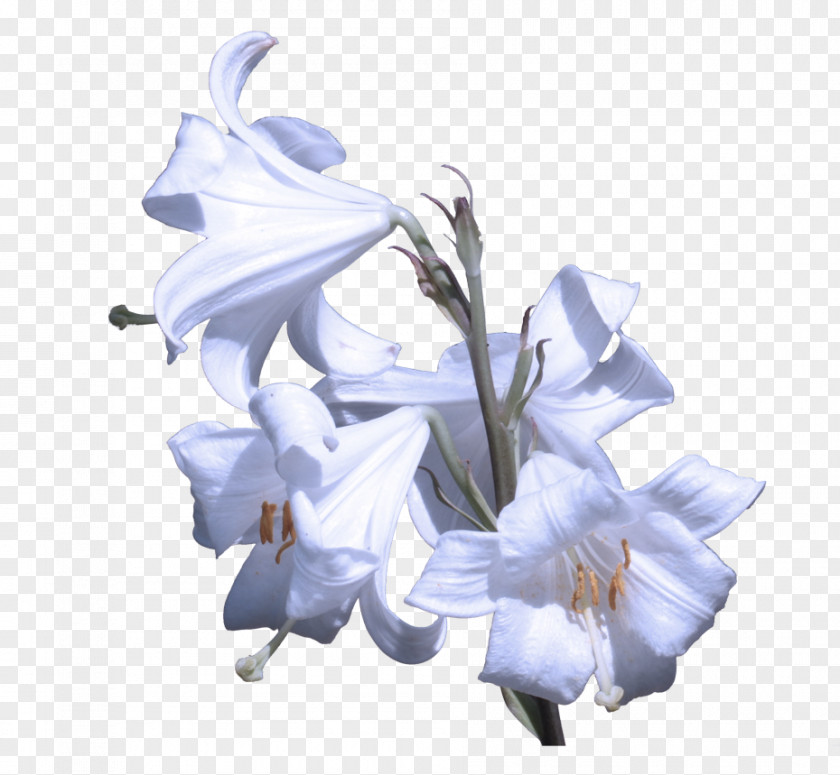 Dendrobium Iris Flower White Plant Blue Petal PNG