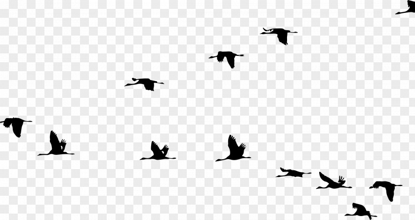 Flying Bird Flight Crane Clip Art PNG
