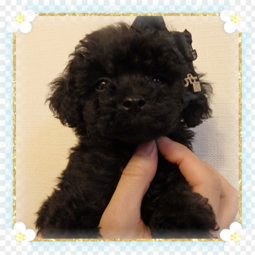 Puppy Miniature Poodle Barbet Cockapoo Toy Schnoodle PNG