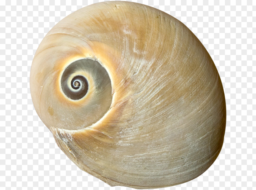 Seashell Sea Snail Conchology Mollusc Shell Clip Art PNG