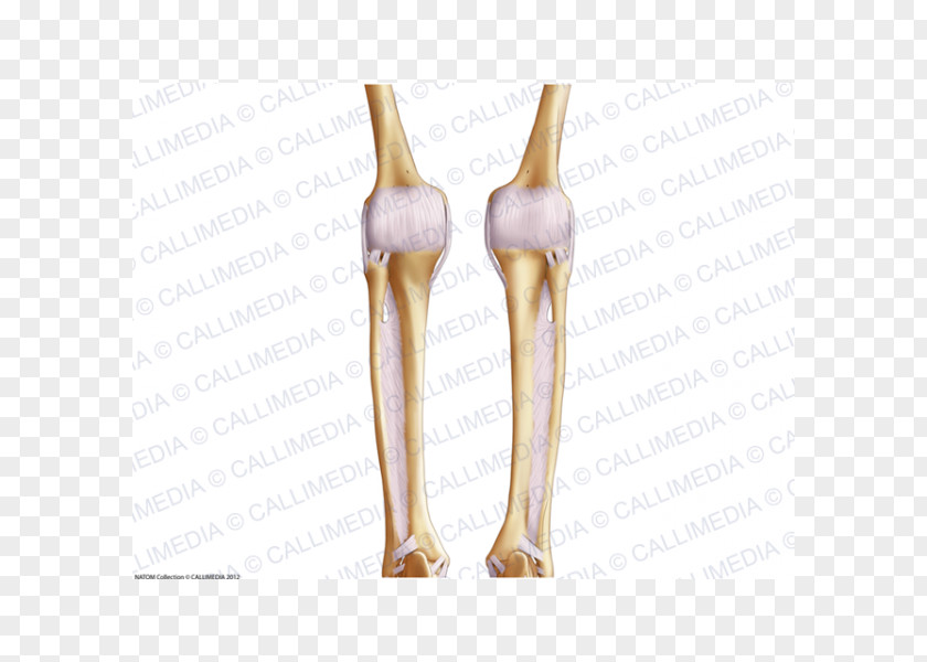 Shoulder Joint Human Leg Ligament Bone PNG joint leg Bone, arm clipart PNG