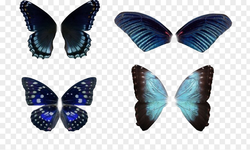 Blue Butterfly Collection Insect Wing PNG