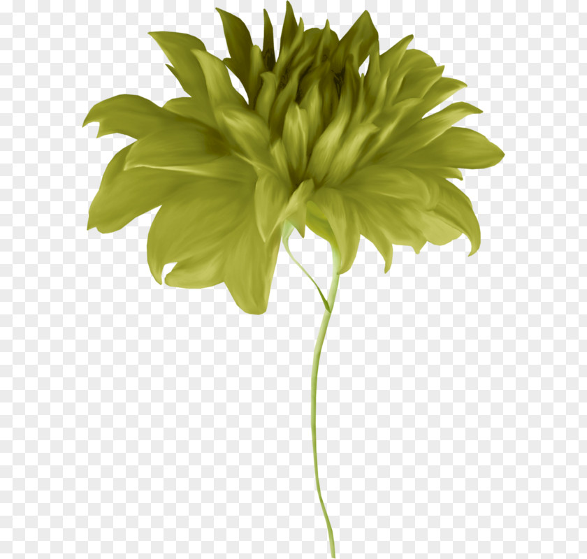 Chrysanthemum Leaves Vector Cut Flowers Floral Design Petal PNG