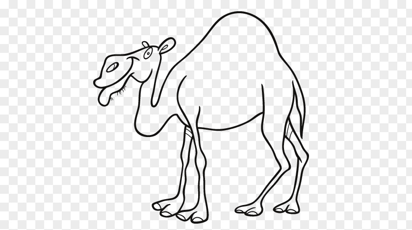 Dromedary Bactrian Camel Drawing Coloring Book PNG