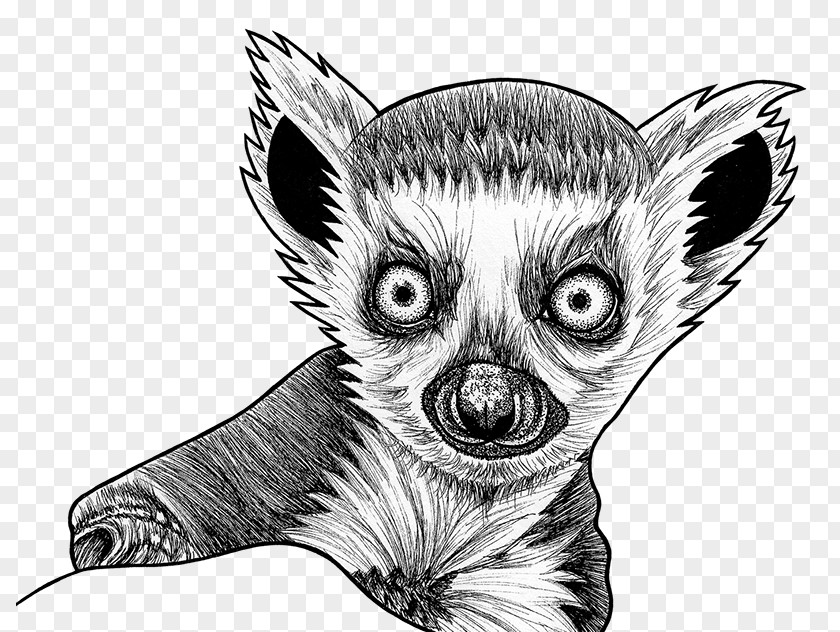 Fictional Character Fennec Fox Lemur Aye-aye Drawing Sketch PNG