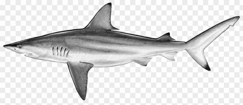 Isurus Oxyrinchus Blacktip Shark Silky Reef Dusky PNG