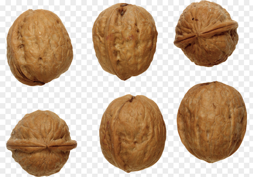 Nuez English Walnut Clip Art PNG